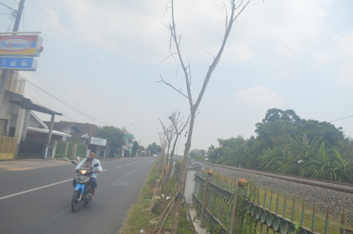 KERING: Kondisi pohon tabebuya yang ditanam di pinggir Jalan KH Romli Tamim Desa Sumbermulyo, Kecamatan Jogoroto, Jombang mati.