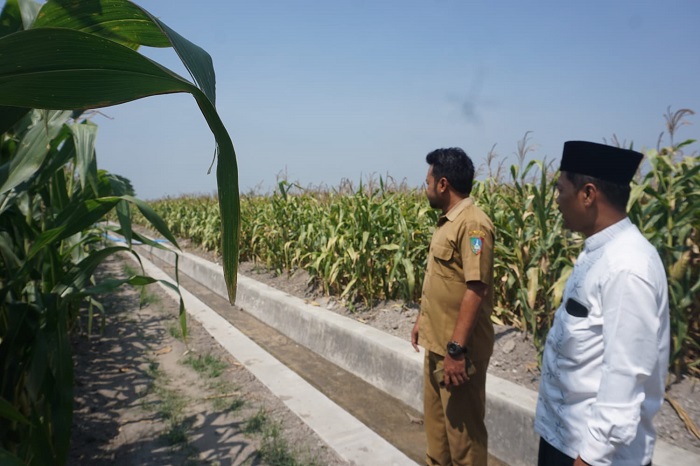 UNTUK PETANI: Kepala Desa Mentaos Mohammad Soleh didampingi perangkat desa saat menunjukkan lokasi pembangunan saluran irigasi di lahan persawahan Dusun/Desa Mentaos, Kecamatan Gudo, Jombang.