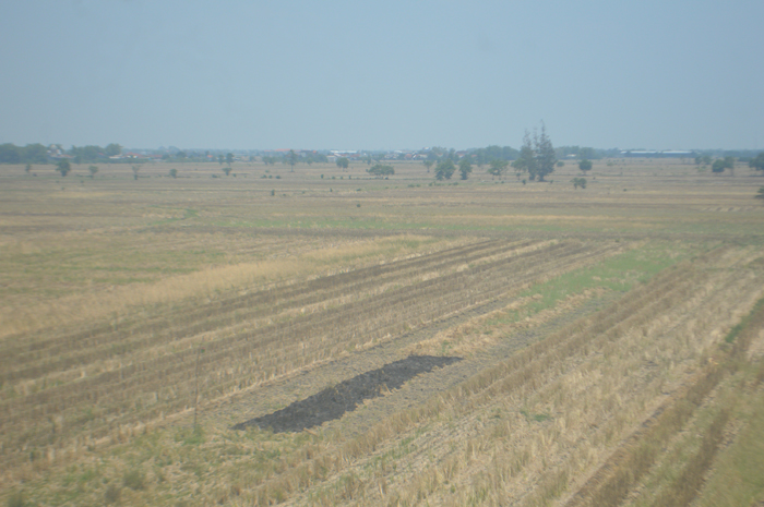 KOSONG: Sebagian petak sawah di Desa Kedungbetik, Kecamatan Kesamben, Jombang dibiarkan nganggur.