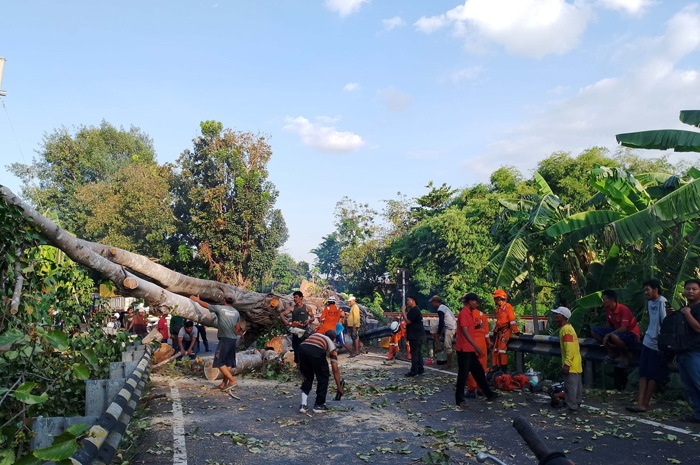 Pohon tumbang menutup akses Jl Basuki Rahmat di Desa Jabon, Kecamatan Jombang Rabu (30/10) sore.