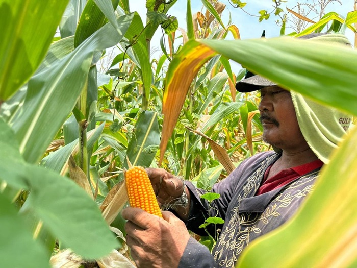 MEROSOT: Musim panen jagung harga di Jombang terus mengalami penurunan.