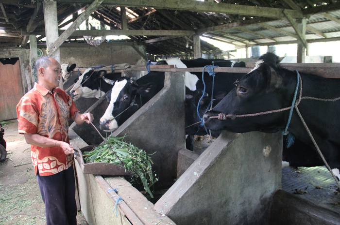 DIRAWAT: Sriawan, Ketua KUD Anjasmoro saat merawat sapi perah di rumahnya Dusun Segunung, Desa Carangwulung, Kecamatan Wonosalam, Jombang.