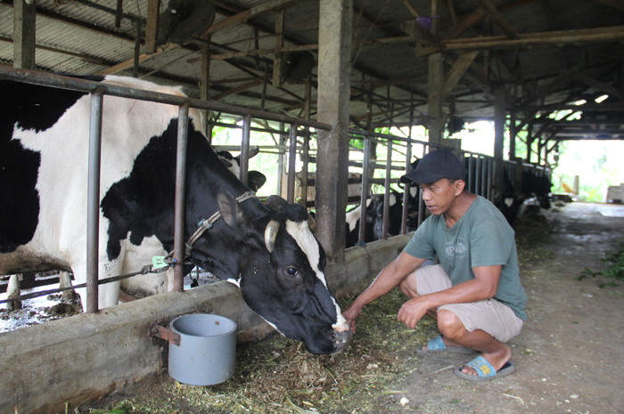 BERNUTRISI: Damis, warga Dusun Gondang, Desa Carangwulung, Kecamatan Wonosalam, Jombang saat menunjukkan silase untuk pakan sapi.