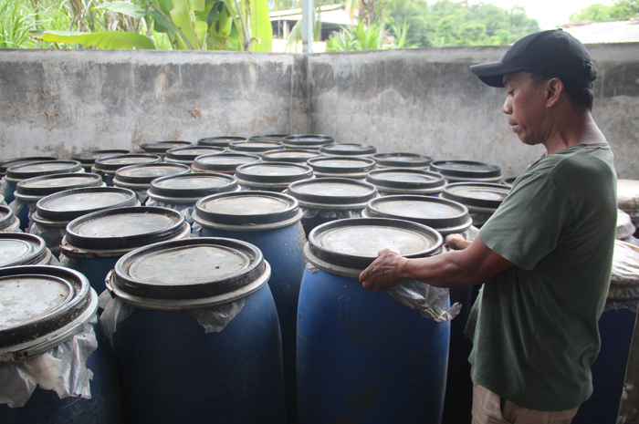 DIPROSES: Damis, 45, warga Dusun Gondang, Desa Carangwulung, Kecamatan Wonosalam, Jombang saat memproses silase untuk pakan sapi.