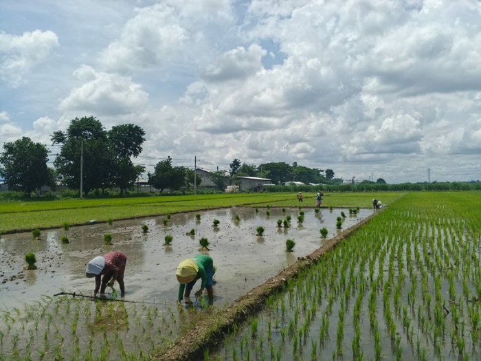 Alokasi pupuk subsidi di Kabupaten Jombang tahun 2025 dipangkas.