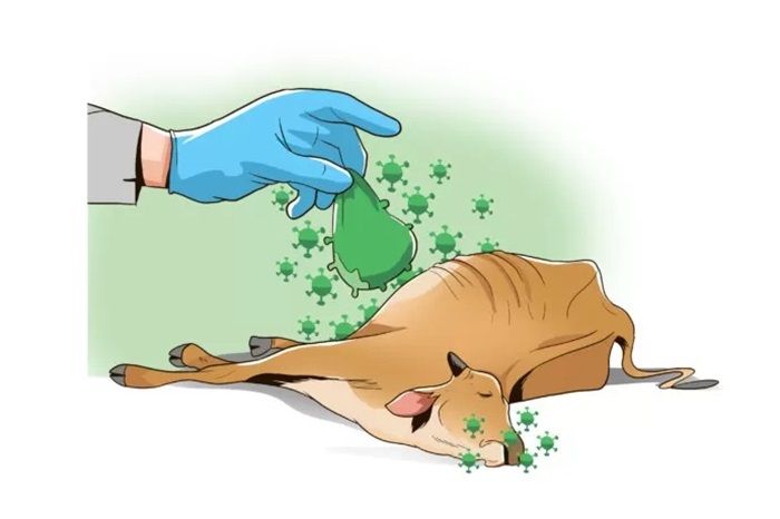 Ilustrasi sapi mati PMK