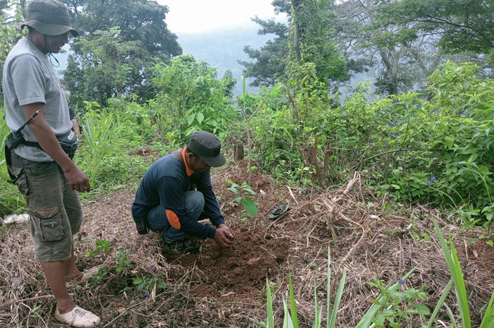 PEDULI: Komunitas pecinta lingkungan saat menanam bibit pohon buah di hutan yang ada di Dusun Mandiro, Desa Panglungan, Wonosalam, Jombang.