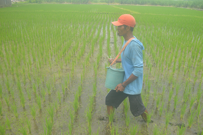 DIPUPUK: Petani di Desa Cukir, Kecamatan Diwek, Jombang memupuk tanaman padi menggunakan pupuk non-subsidi.