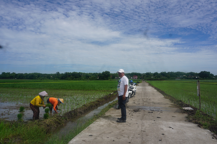 PROGRAM KETAHANAN PANGAN: Kepala Desa Sumbernongko, Ngusikan, Jombang, Sumartono menunjukkan realisasi pembangunan rabat beton jalan petanian di area persawahan Dusun Nongko.