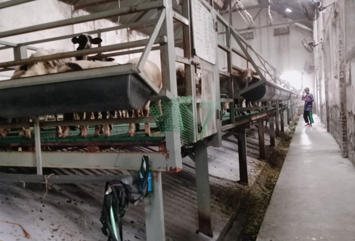 BAU: Peternakan kambing di Desa Rejoagung, Kecamatan Ploso, Jombang yang diprotes warga (9/1).