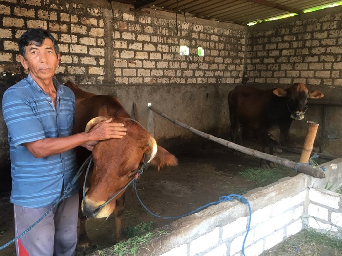 BAHAYA: Sapi terkena wabah PMK di Desa Sukodadi, Kecamatan Kabuh, Jombang, (11/1).