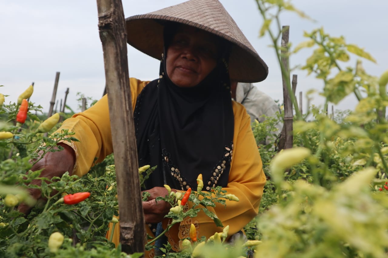 MERUGI: Widyawati salah satu petani cabai di Desa Kesamben, Ngoro, Jombang menunjukkan kerusakan cabai rawit miliknya, Senin (27/1).