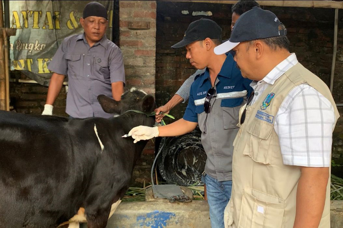 Dinas Peternakan Kabupaten Jombang mencatat, kasus penyakit mulut dan kuku (PMK) di Jombang menunjukkan tren penurunan yang signifikan