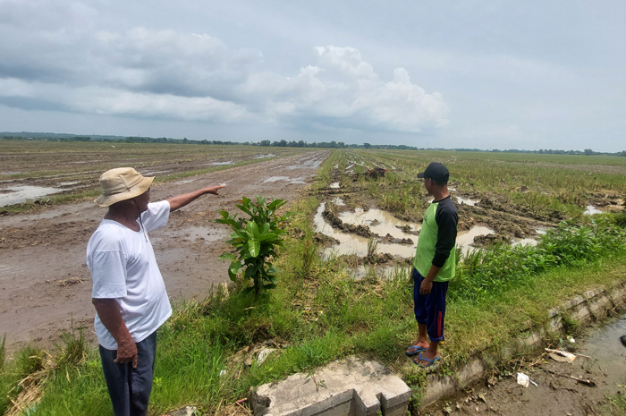 TAK BISA GARAP SAWAH: Petani di Desa Jatimlerek, Kecamatan Plandaan menunjukkan sawah yang pasokan airnya mengandalkan Dam Karet Jatimlerek.