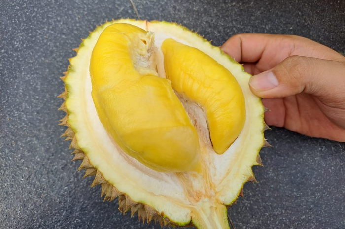 NIKMATI: Musir Abdillah, 40 pengelola kebun durian Wonosalam, Jombang menunjukkan jenis durian musangking masak pohon, (5/2).