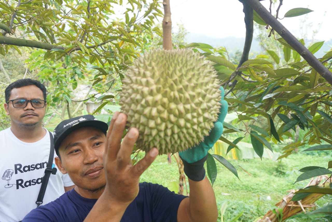 MUSIM DURIAN: Warga saat memetik durian masak pohon di kebun durian Wonosalam, Jombang, (5/2).