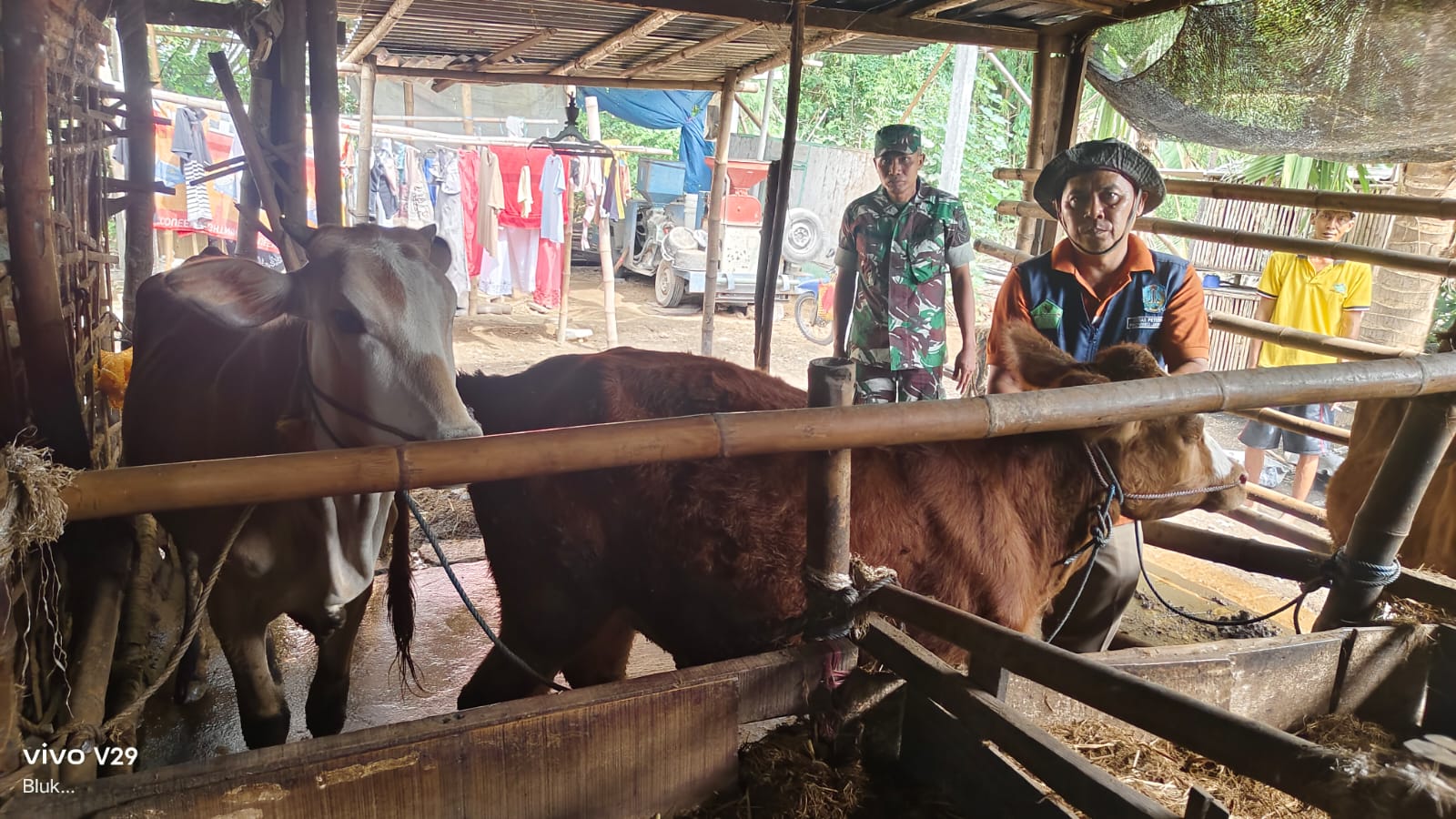 DILANJUTKAN: Petugas Dinas Peternakan Jombang melakukan vaksinasi tahap 2 usai mendapat bantuan dari Pemprov Jatim.