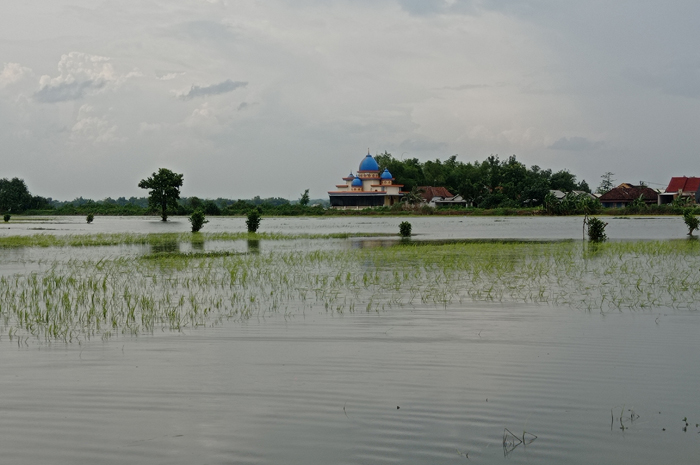 AWET: Puluhan hektare sawah di Dusun Ingaskerep, Desa Kedungmlati, Kecamatan Kesamben, Jombang yang masih terendam banjir.