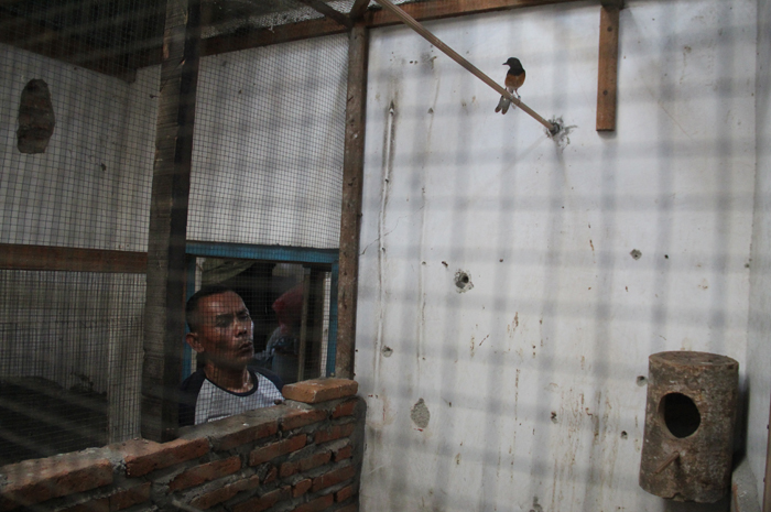 SEHAT: Burung murai batu budi daya Gianto, warga Desa Talunkidul Kecamatan Sumobito, Jombang sering diburu warga hingga luar kota.