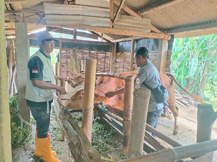 DIKEBUT: Petugas Dinas Peternakan melakukan vaksinasi PMK di Kecamatan Bareng kemarin (18/2).