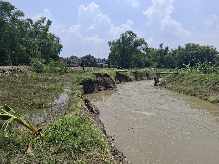 RUSAK: Kondisi tanggul anak Kali Kabuh yang merupakan anak sungai Kali Marmoyo di Desa Pandanblole, Kecamatan Ploso, Jombang yang longsor, Kamis (27/2)