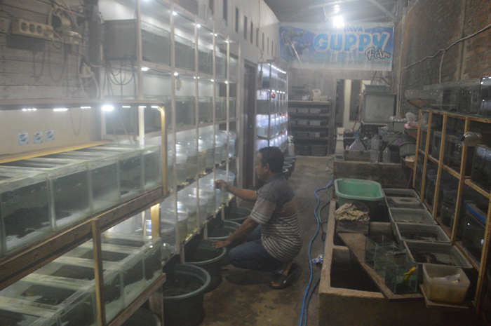 SIAP JUAL: M Lukman Hakim warga Desa Plosokerep, Kecamatan Sumobito, Jombang menunjukkan sepasang indukan ikan guppy yang siap jual.