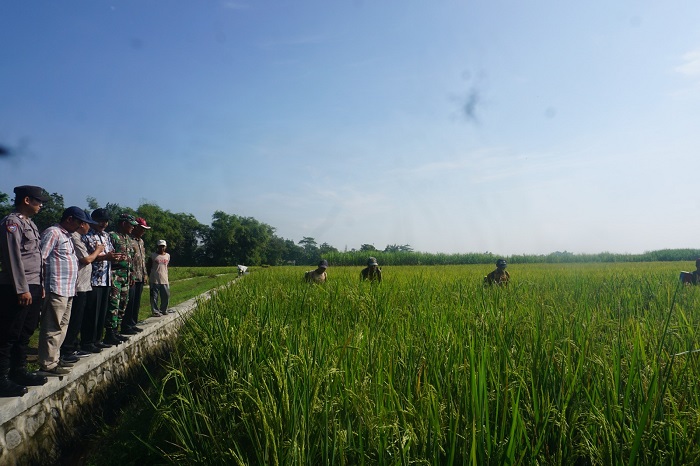 PEDULI PETANI: Kepala Desa Gedangan Sukarno bersama jajaran dan dinas terkait saat mengawasi penyemprotan obat hama wereng di lahan pertanian Dusun Rejosari.