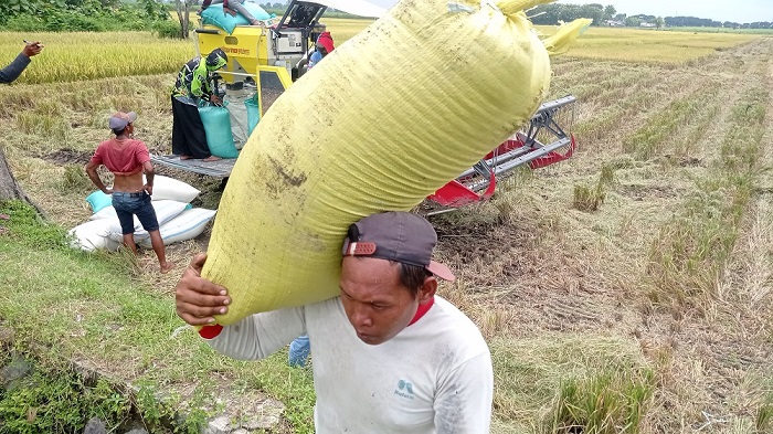 DIANGKUT: Buruh tani tengah mengakut gabah yang baru saja dipanen di Desa Jabon, Kecamatan Jombang.