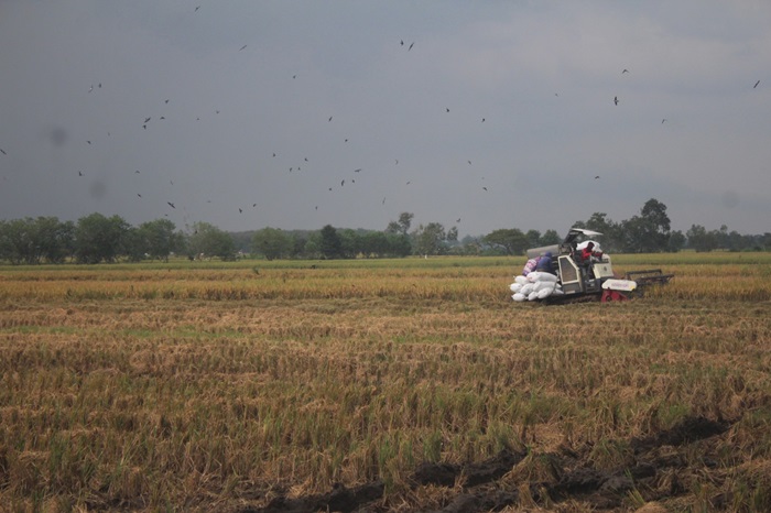 SENANG: Petani memanen padi di Desa/kecamatan Mojowarno, Jombang.