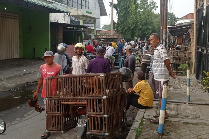 SEMRAWUT: Pedagang unggas balik kucing berjualan di sekitara Pasar Pon, Jombang.