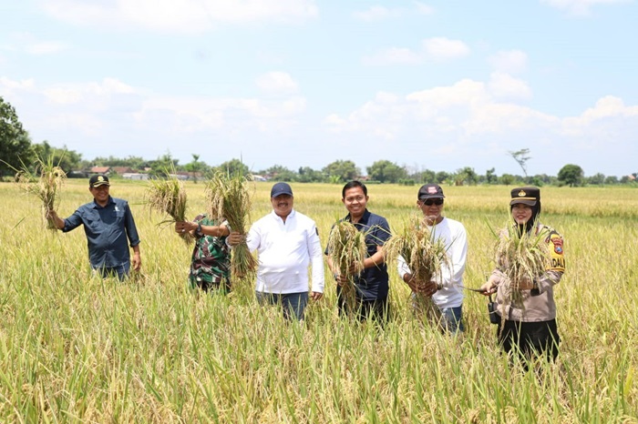 Bupati Jombang Warsubi (kemeja putih) bersama Pinca Perum Bulog Kantor Cabang Mojokerto, Muhammad Husin(kemeja hitam), panen raya padi di Desa Mojokrapak, Kecamatan Tembelang, Kamis (3/4).