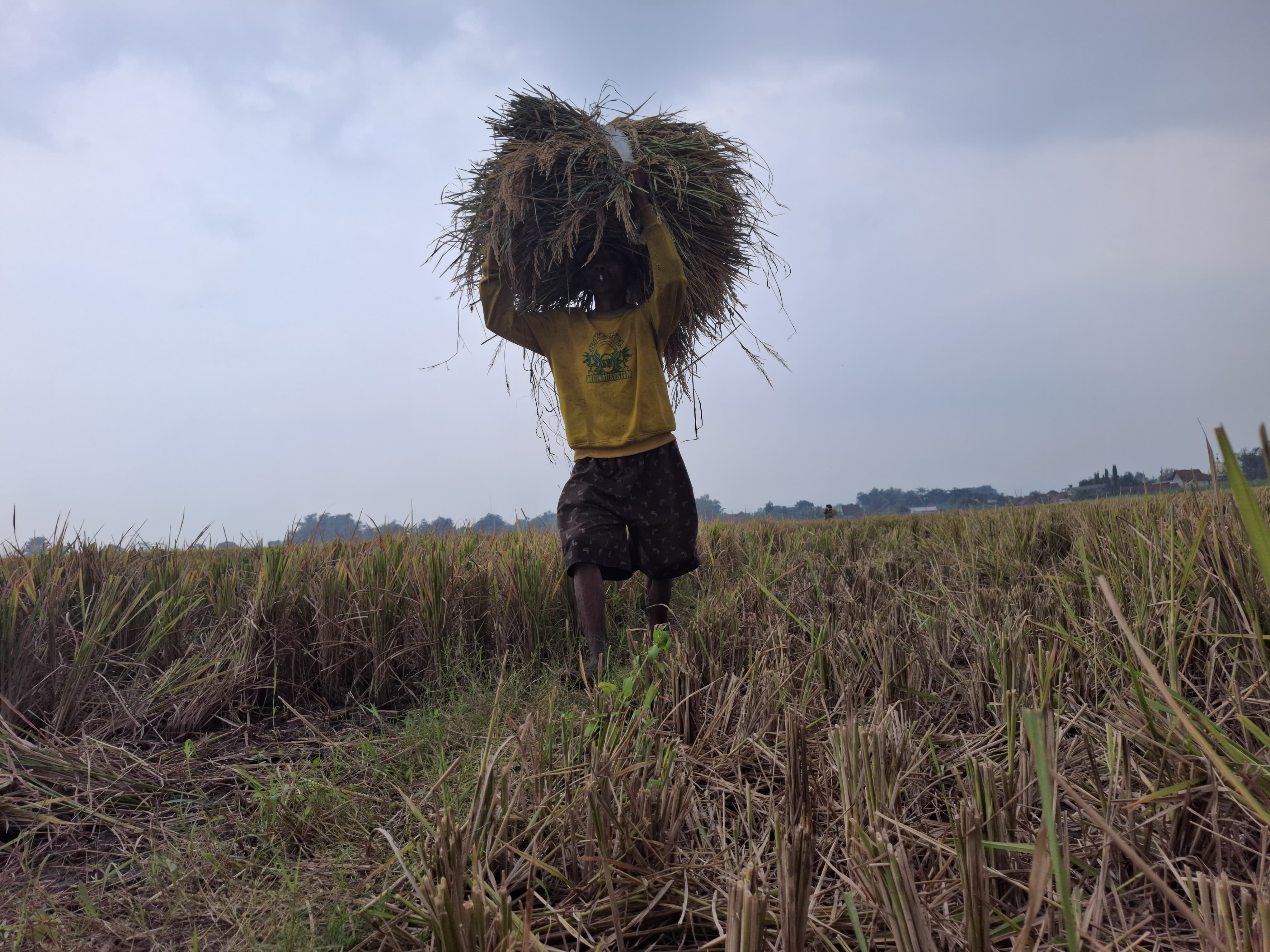 DIPANEN: Buruh tani mengangkut padi yang baru saja dipanen di Jombang.