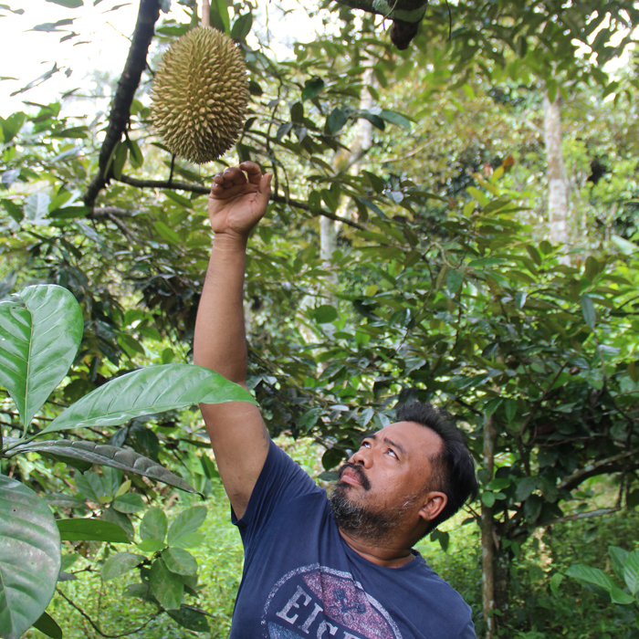 DIRAWAT: Zaenal Arifin, warga Desa/Kecamatan Wonosalam saat merawat durian jenis premium di kebunnya, (9/4).