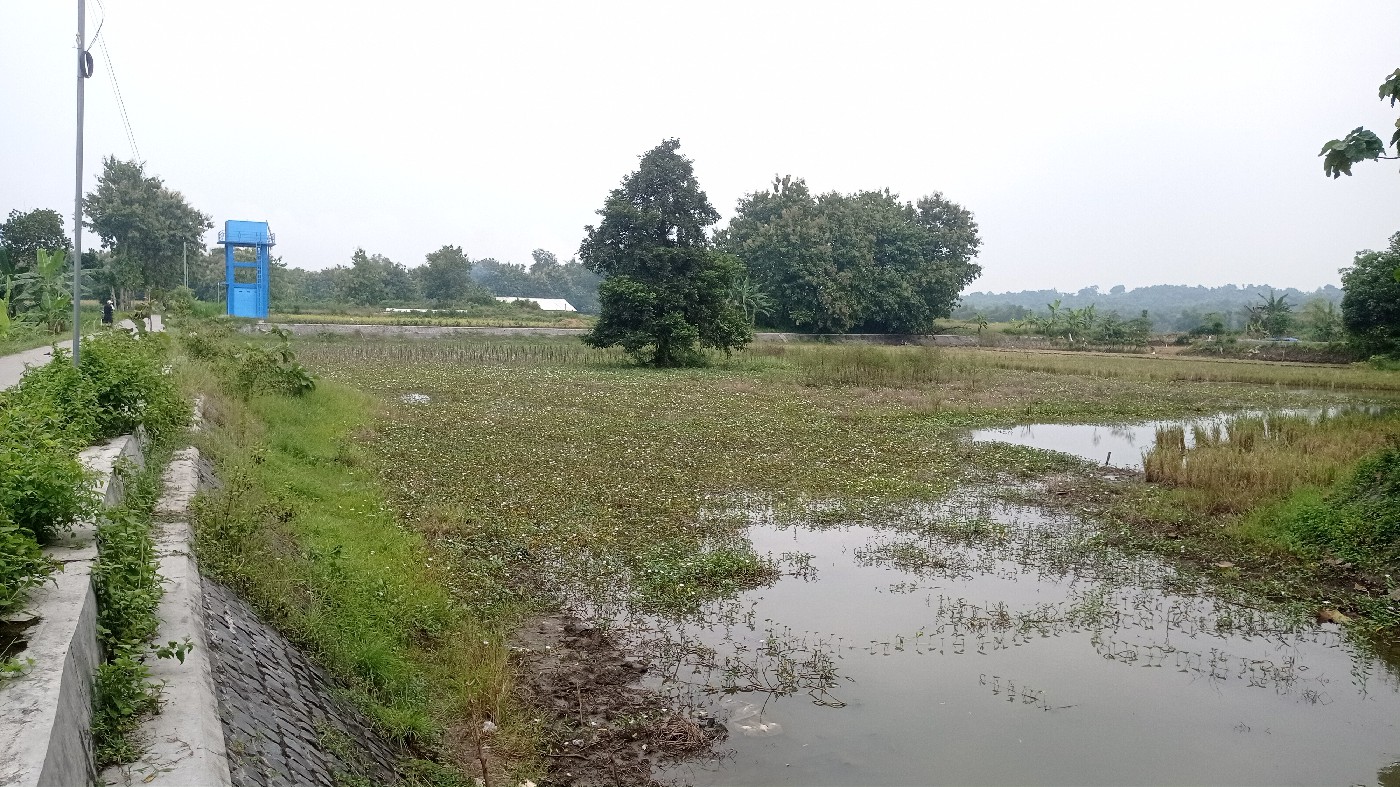 TAK LAGI FUNGSI: Embung Karangpakis di Desa Karangpakis, Kecamatan Kabuh, Jombang tak bisa dimanfaatkan untuk pengairan sawah.