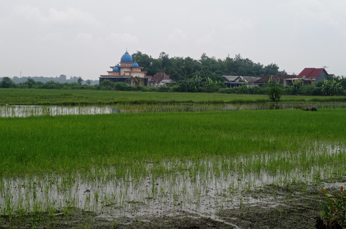 JADI LAHAN MATI: Imbas banjir membuat sawah di Dusung Ingkaskerep, Desa Kedungmlati, Kecamatan Kesamben, Jombang gagal panen.