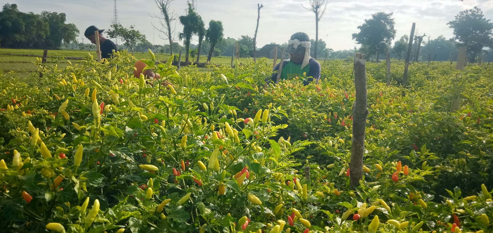DIPANEN: Petani di Desa Grobogan, Kecamatan Mojowarno, Jombang memanen cabai di sawah.