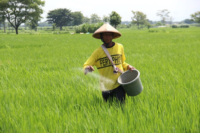 DIPUPUK: Petani di wilayah Kecamatan Mojoagung, Jombang saat memupuk sawahnya.