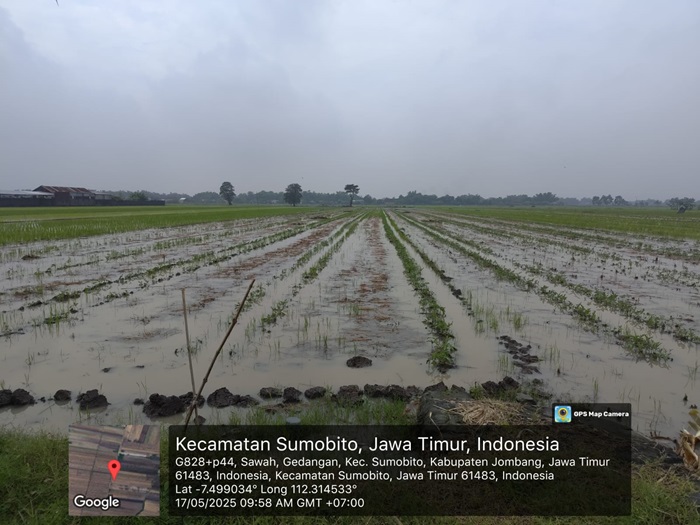 TERENDAM BANJIR: Sawah di Desa Gedangan, Kecamatan Sumobito, Jombang yang ditanami semangka terendam air,.