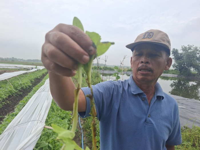 RUSAK: Petani di utara Brantas Jombang menunjukkan bibit tanaman tembakau yang busuk akarnya karena terkena hujan.