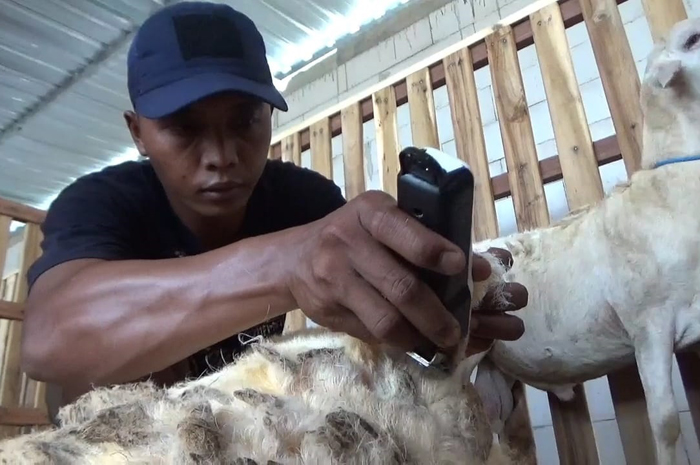 DIBERSIHKAN: Muhammad Yasin memotong bulu kambing di kandangnya Desa Pojokkulon, Kecamatan Kesamben, Jombang, Sabtu (17/5).