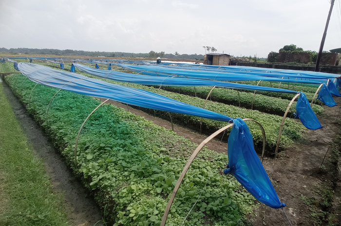 SEGERA DAPAT: Petani tembakau di Desa Sumbergondang, Kabuh, Jombang saat melakukan pembibitan tanaman tembaku.