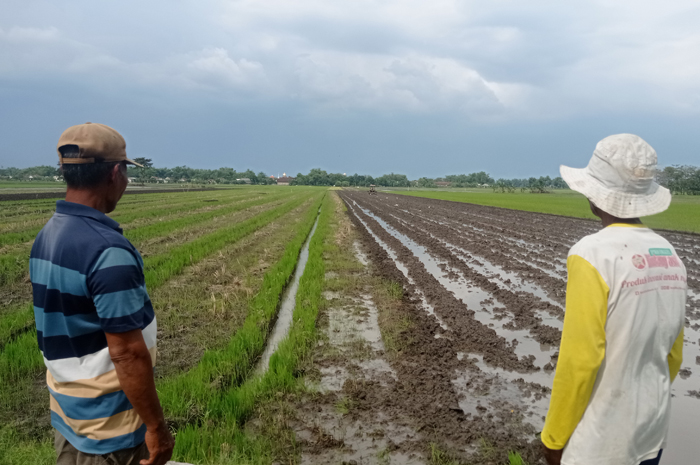 MERUGI: Petani di Desa Gedangan, Kecamatan Sumobito, Jombang membongkar tanaman semangka dan kembali tanam padi, Senin (19/5).