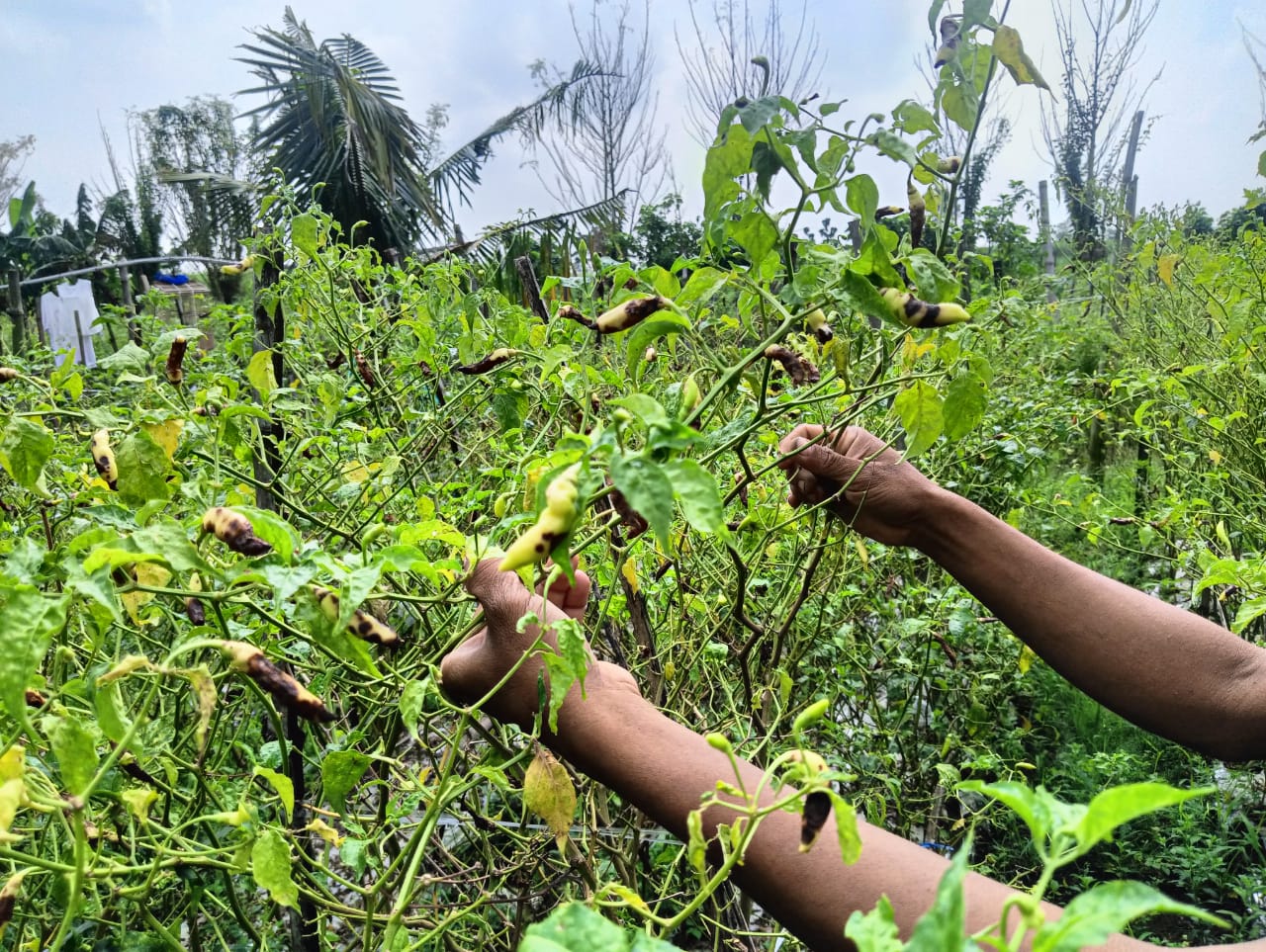 MERUGI: Aan Suhanjoyo petani cabai asal Dusun Bodo Desa Pulorejo, Kecamatan Ngoro, Jombang menunjukkan cabaik miliknya yang membusuk, Jumat (23/5).
