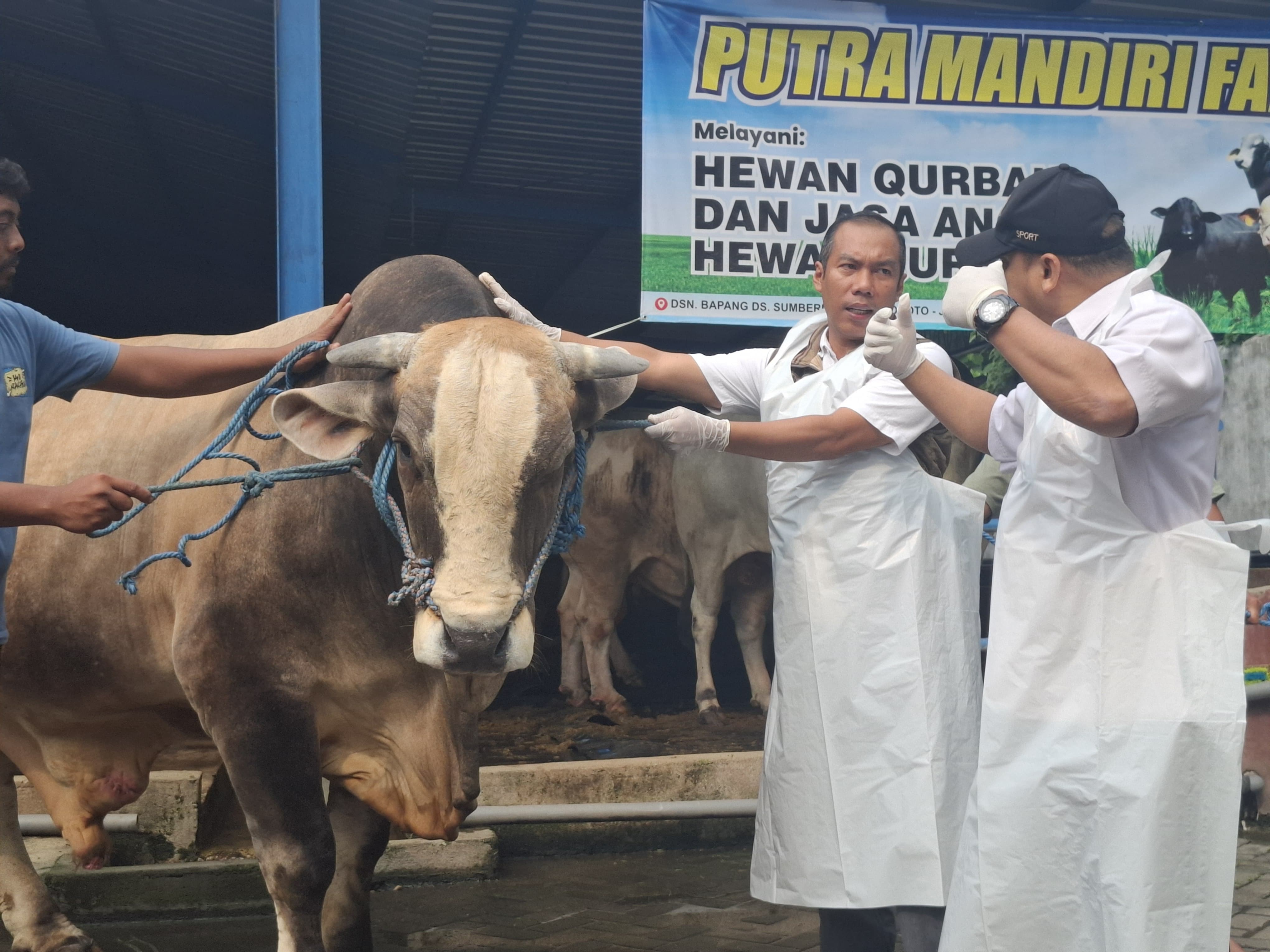 Plt Kepala Dinas Peternakan Jombang Moh Saleh bersama tim meninjau secara langsung sapi kurban sumbangan Presiden Prabowo Subianto di salah satu peternakan di Dusun Bapang, Desa Sumbermulyo, Jogoroto.