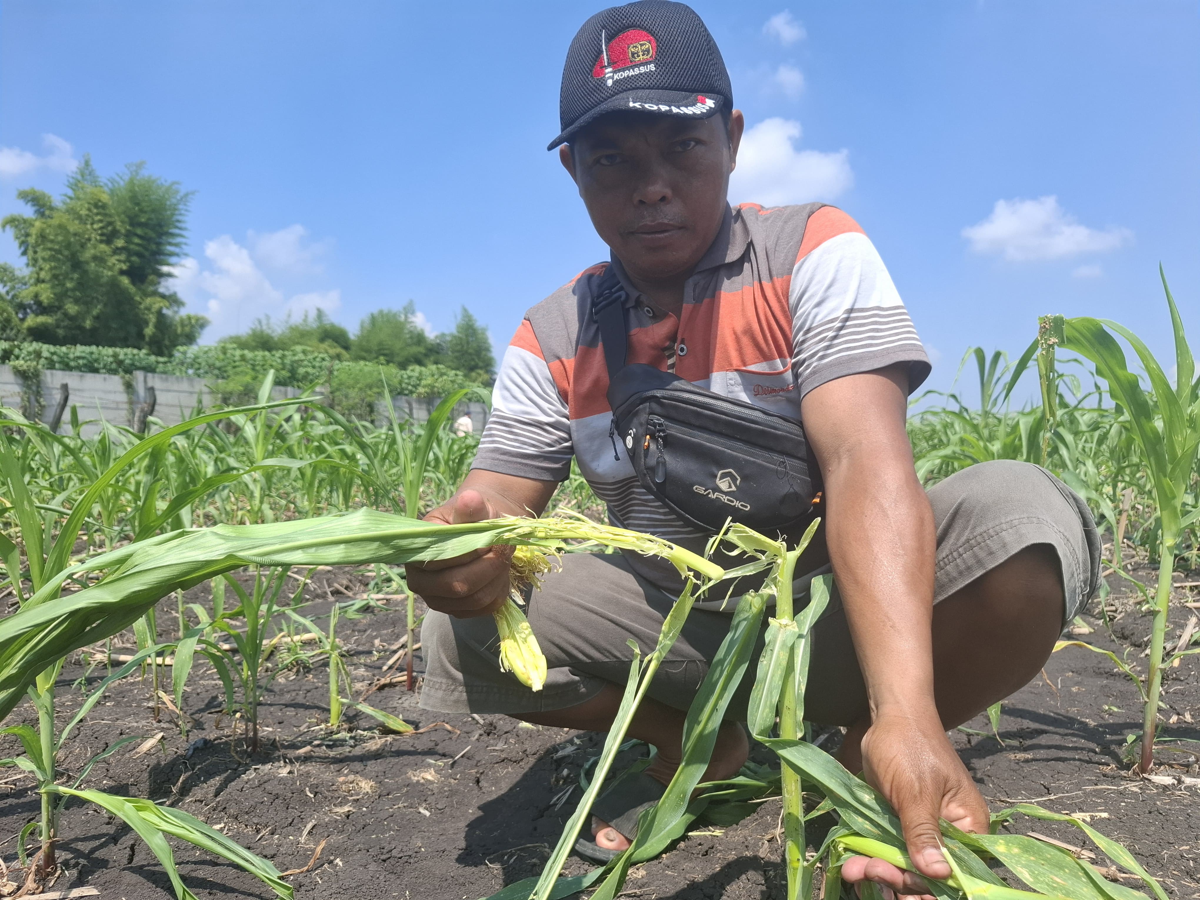 Petani di Dusun Kedungsari, Desa Balongsari, Kecamatan Megaluh, Jombang menunjukkan tanaman jagung rusak akibat diserang hama tikus.