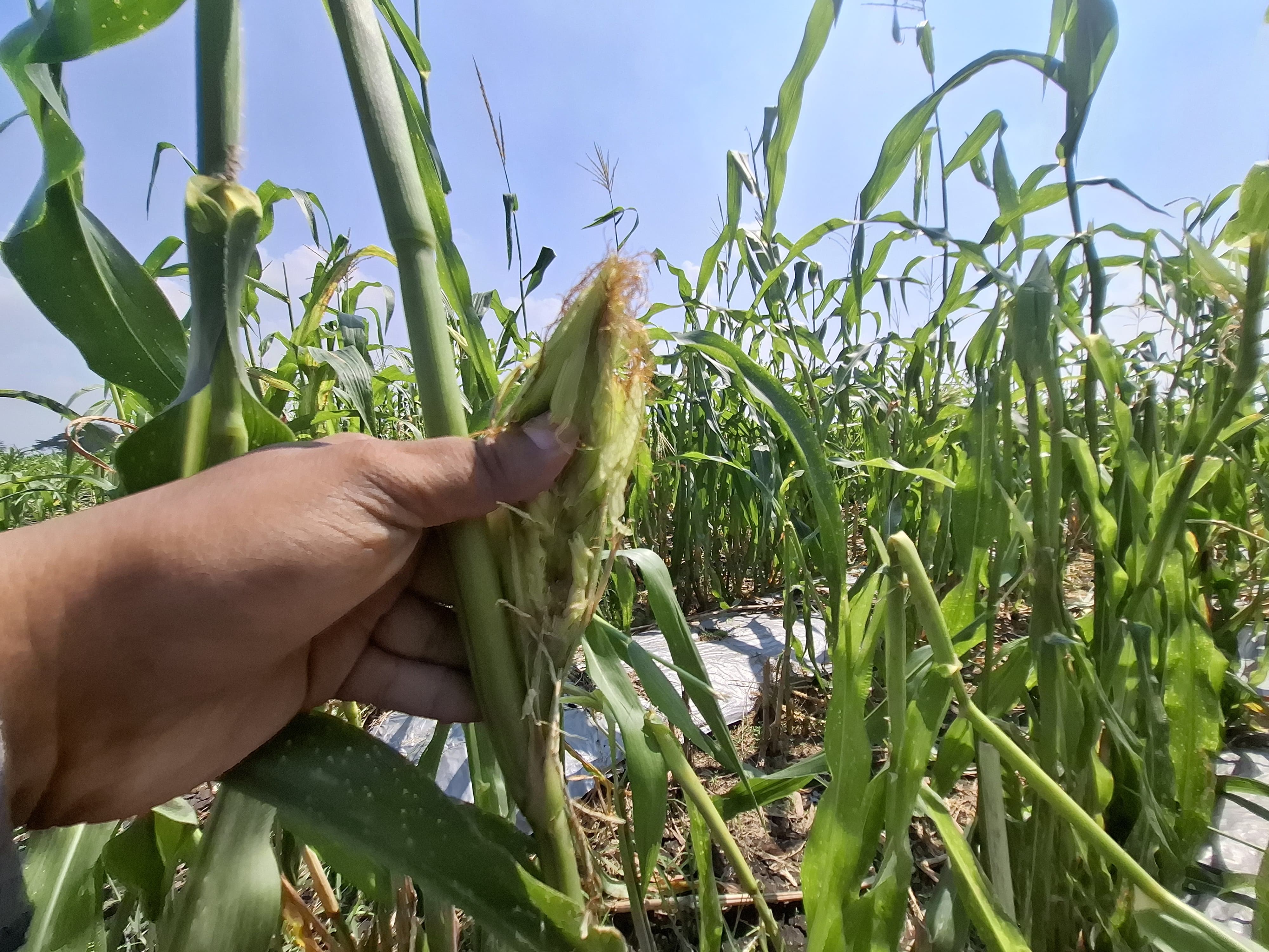 RUSAK: Jagung milik petani Dusun Kedungsari, Desa Balongsari, Kecamatan Megaluh, Jombang diserang hama tikus.