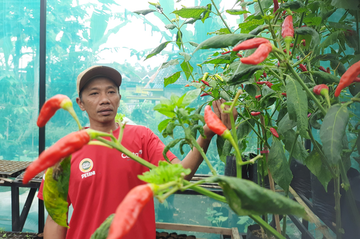 KREATIF: Jainun, 45 Ketua Kelompok Tani Pucangrejo Barat Desa/Kecamatan Wonosalam, Jombang saat merawat tanaman sayur organik di pekarangan rumahnya.