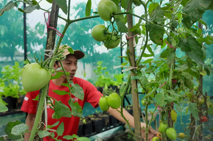 KREATIF: Jainun, 45 Ketua Kelompok Tani Pucangrejo Barat Desa/Kecamatan Wonosalam, Jombang saat merawat tanaman sayur organik di pekarangan rumahnya.
