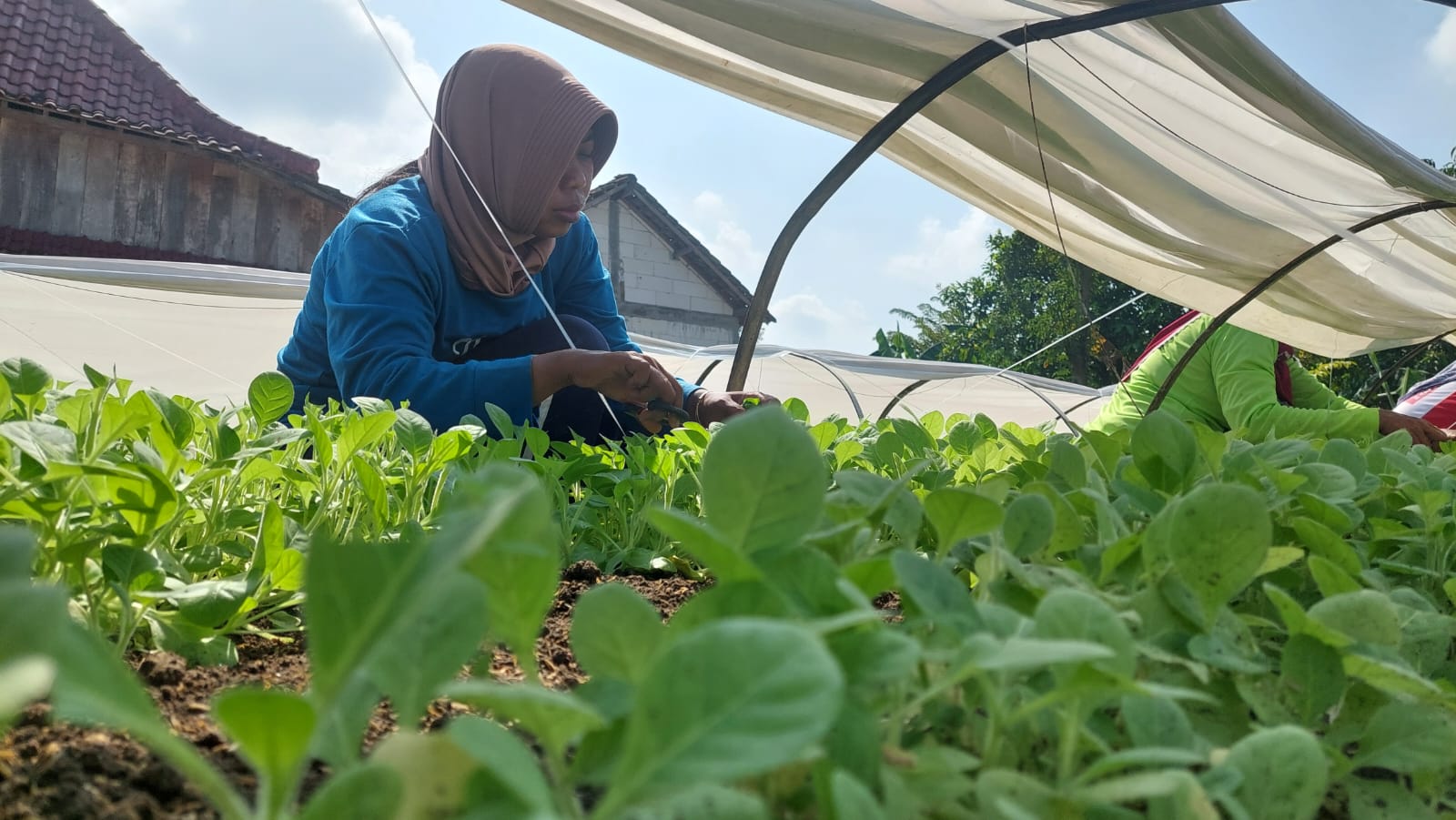 DIPOTONG: Petani di utara Sungai Brantas Jombang melakukan clipping atau memotong daun bibit tembakau.