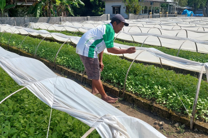 Petani tembakau di Desa Bendungan, Kecamatan Kudu tengah merawat bibit tembakau.